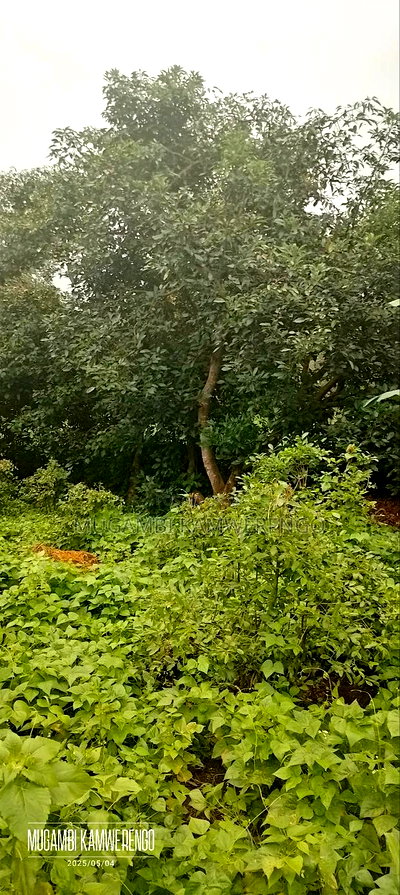 Kairungu Avocados and Muguka Shamba - Image 6