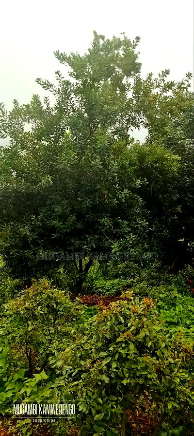 Kairungu Avocados and Muguka Shamba - Image 5