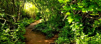 Embu, Kiambere Grazing Agricultural Land Next to the River - Image 3