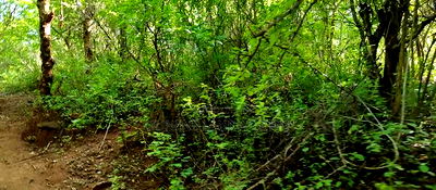 Embu, Kiambere Grazing Agricultural Land Next to the River - Image 9