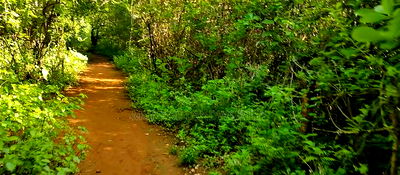 Embu, Kiambere Grazing Agricultural Land Next to the River - Image 10