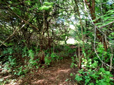 Embu, Kiambere Grazing Agricultural Land Next to the River - Image 7