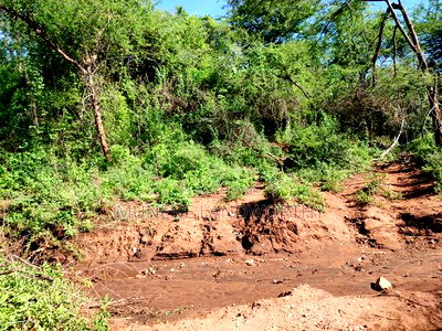 Embu, Kiambere Grazing Agricultural Land Next to the River - Image 12