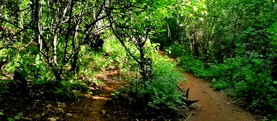 Embu, Kiambere Grazing Agricultural Land Next to the River - Image 15