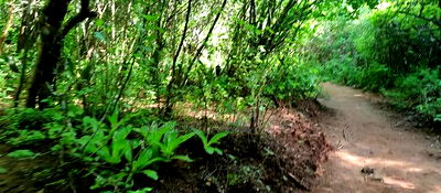 Embu, Kiambere Grazing Agricultural Land Next to the River - Image 11