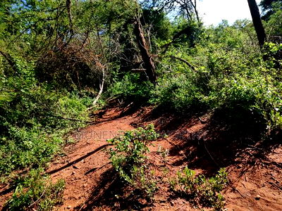 Embu, Kiambere Grazing Agricultural Land Next to the River - Image 14