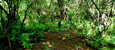 Embu, Kiambere Grazing Agricultural Land Next to the River - Image 6