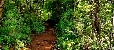 Embu, Kiambere Grazing Agricultural Land Next to the River - Image 8