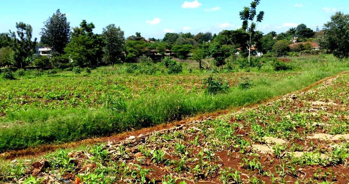 8.5-Acre Runda Estate Land
