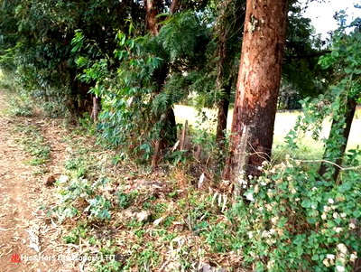 4 Acres in Subukia Subati Area, Sold in 2 Acres Parcels - Image 5