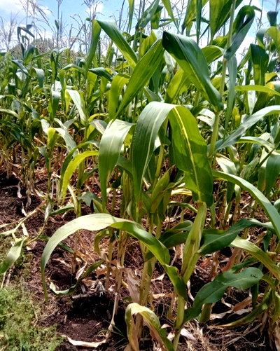1 Acre Garden Plot at KSh 4.5M