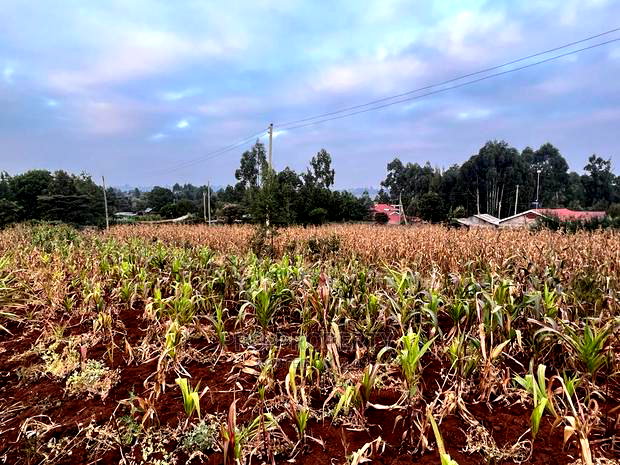 Prime Residential Plot for Sale in Kikuyu Kamangu (Migumoini