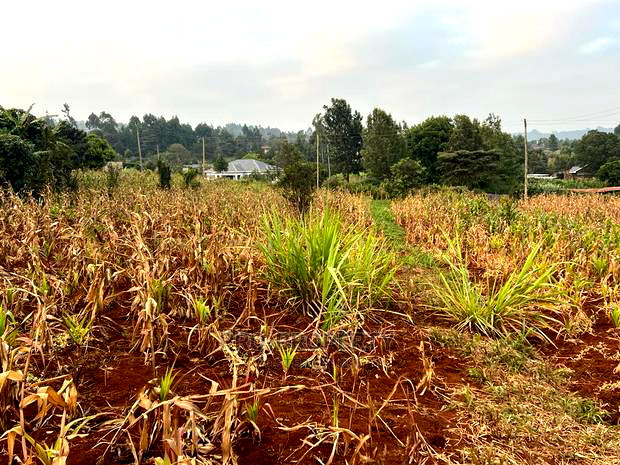 Prime Residential Plot for Sale in Kikuyu Kamangu (Migumoini