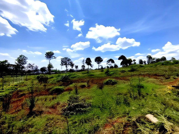 1/2 Acre Land for Sale in Runda