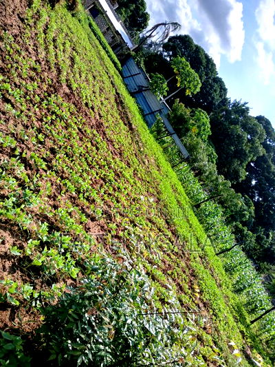 Quick Sale in Utange 1/8 at 2.8m Negotiable With Title Deed - Image 5