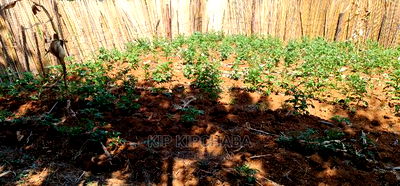 2bdrm Bungalow in Kuinet for Sale - Image 7