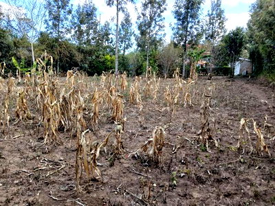 Very Distressed Eighth Acre Plot in Karen View, Matasia Near Tarmac - Image 1