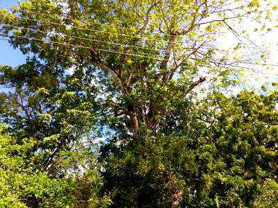 4 Acres, Along Diani Beach Road, 2nd Row - Image 3