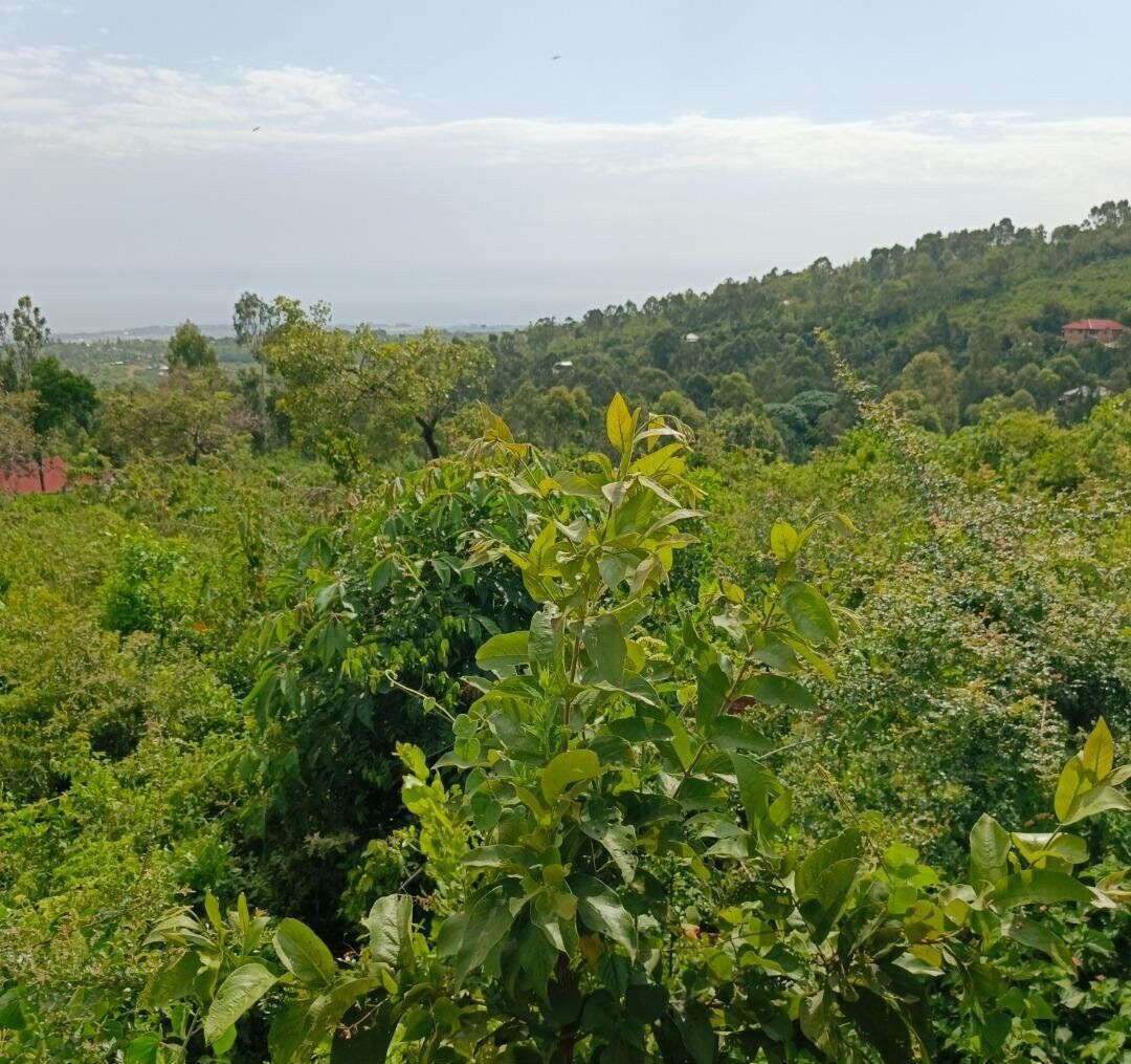 KSh 2.4M Dago Plot