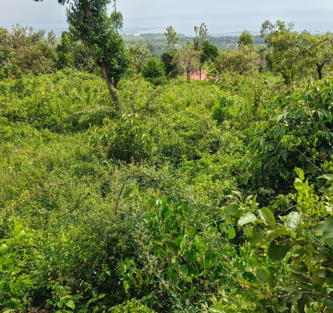 KSh 2.4M Dago Plot