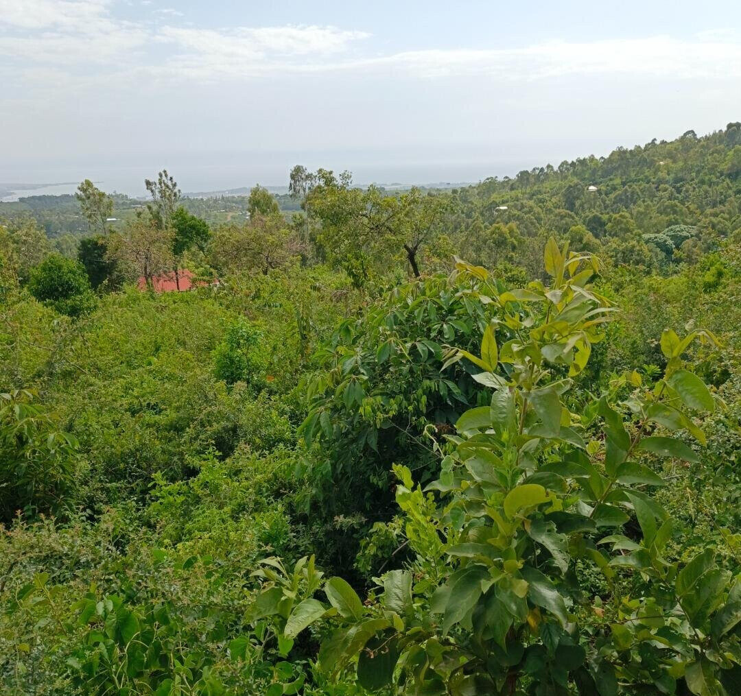 KSh 2.4M Dago Plot