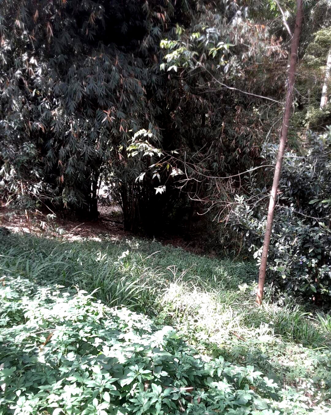Half Acre Kitisuru Plot at KSh 65M