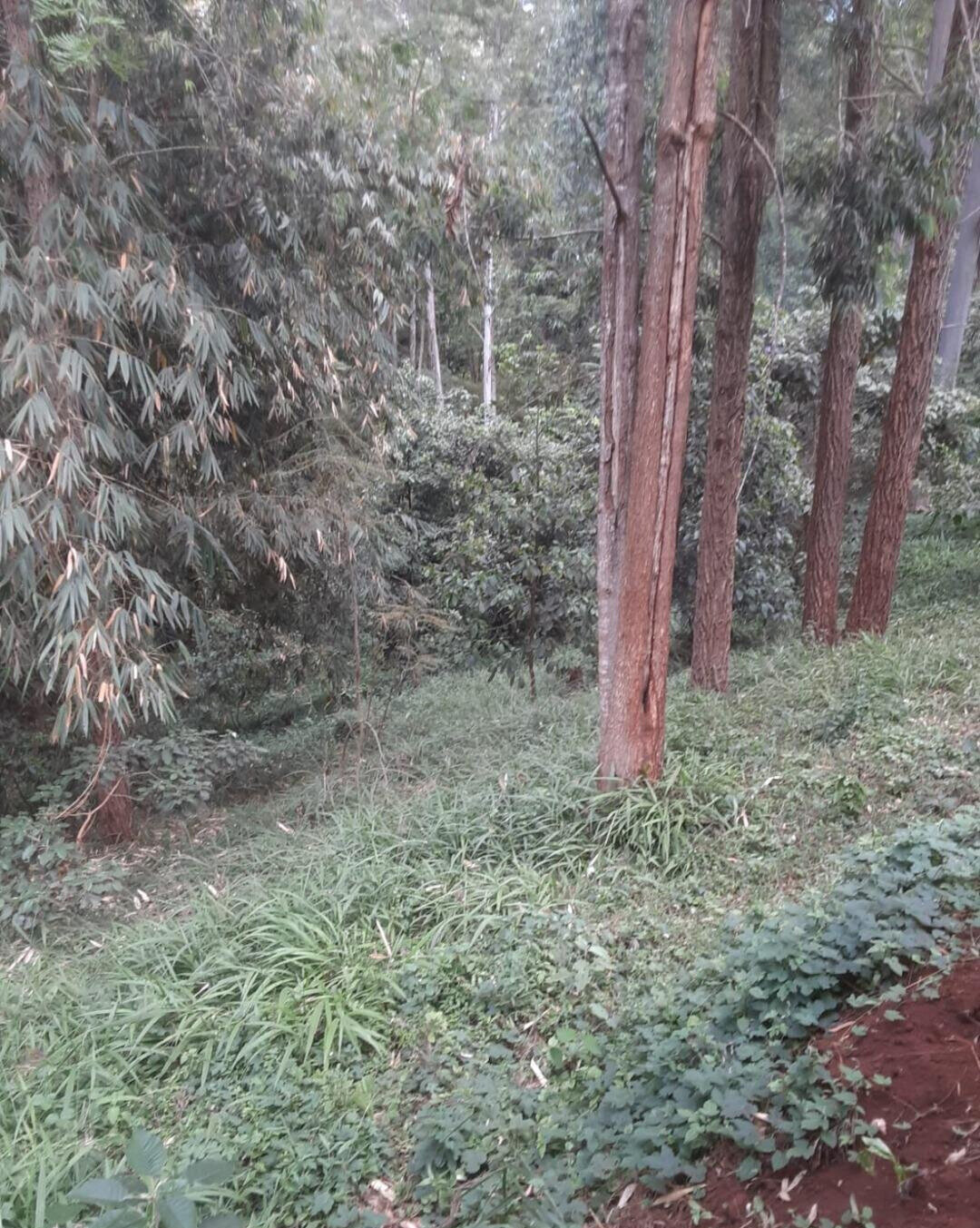 Half Acre Kitisuru Plot at KSh 65M
