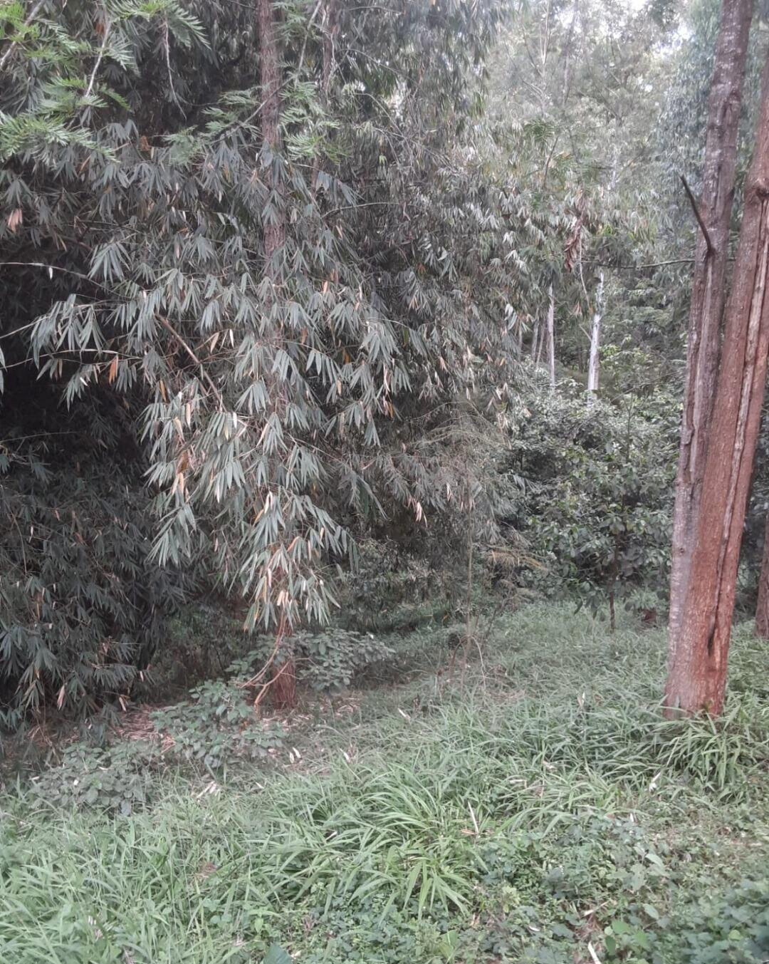 Half Acre Kitisuru Plot at KSh 65M