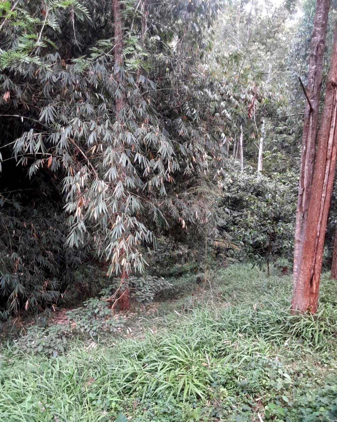 Half Acre Kitisuru Plot at KSh 65M