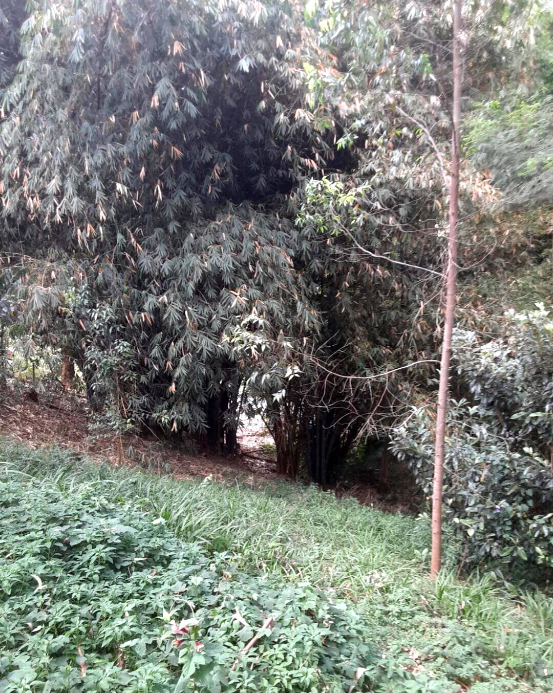 Half Acre Kitisuru Plot at KSh 65M