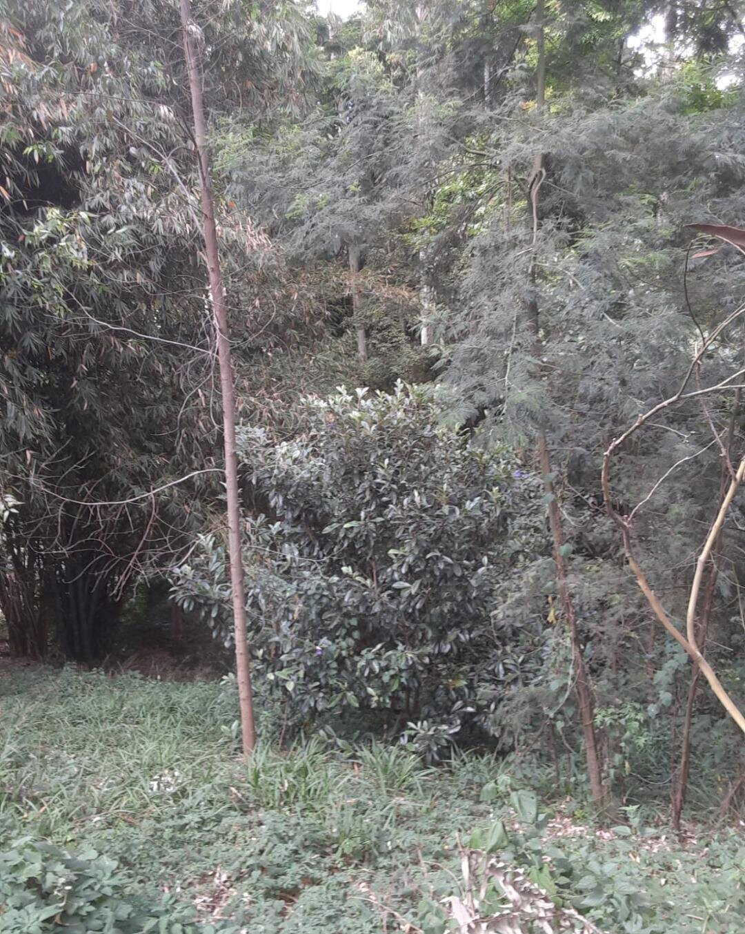 Half Acre Kitisuru Plot at KSh 65M