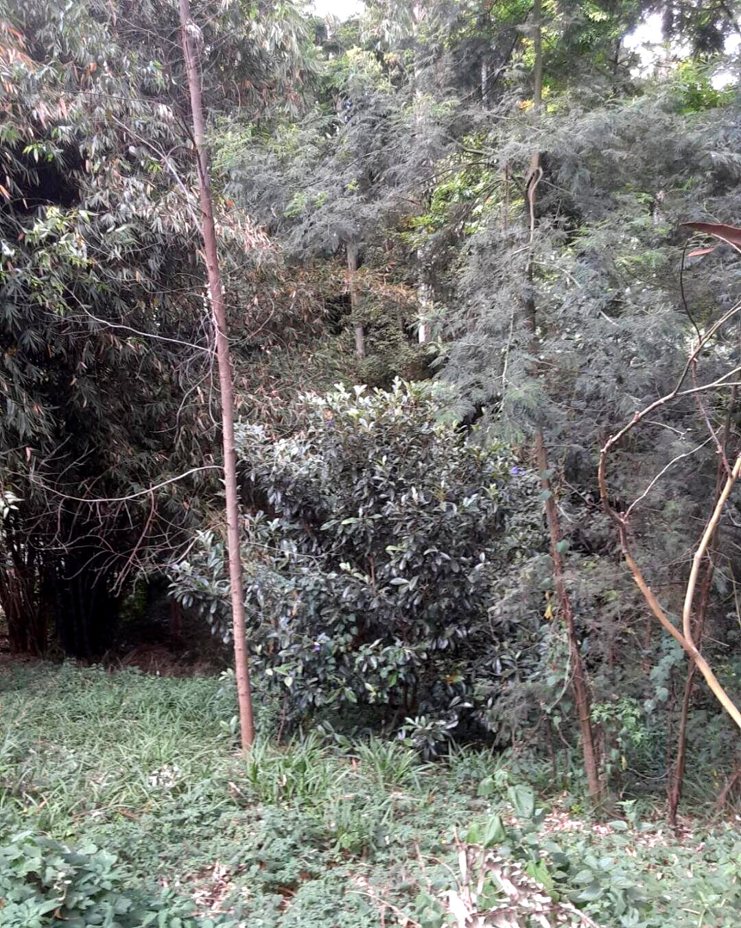 Half Acre Kitisuru Plot at KSh 65M