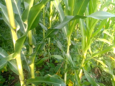 Very Quick Sale 4acres in Suswa Subukia, at 600,000 Per Acre - Image 1