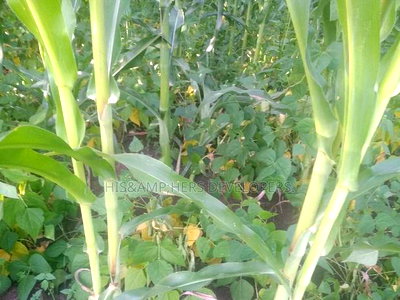 Very Quick Sale 4acres in Suswa Subukia, at 600,000 Per Acre - Image 3