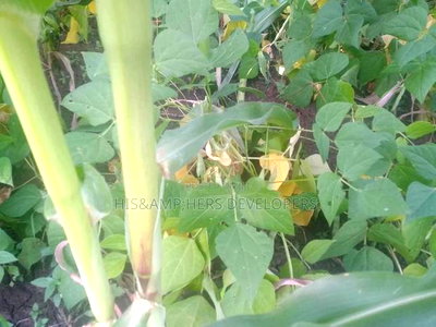 Very Quick Sale 4acres in Suswa Subukia, at 600,000 Per Acre - Image 2