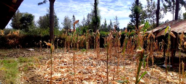 3bdrm Bungalow in Olkeri, Ngong for sale