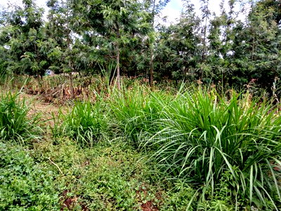 100 By100ft Residential Plot for Sale in Kikuyu, Muguga - Image 6