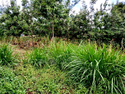 100 By100ft Residential Plot for Sale in Kikuyu, Muguga - Image 7