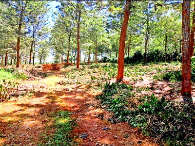 Invest in the Ayanna Waters Estate, Oaklands - Image 2