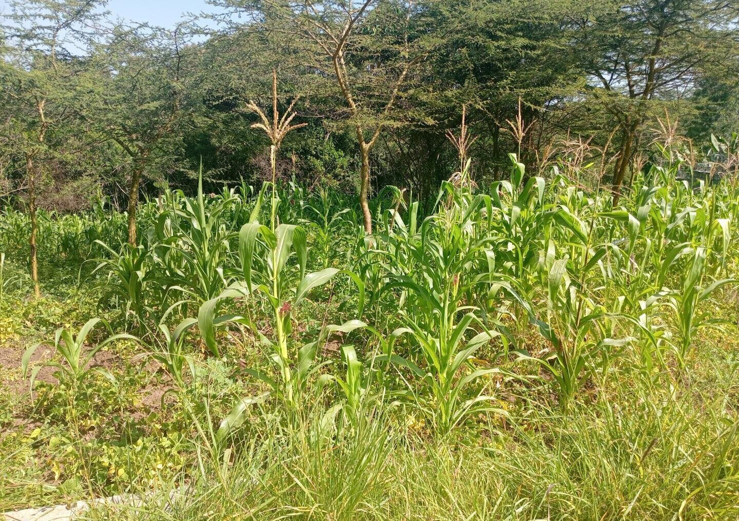KSh 3M Plot in Ongata Rongai