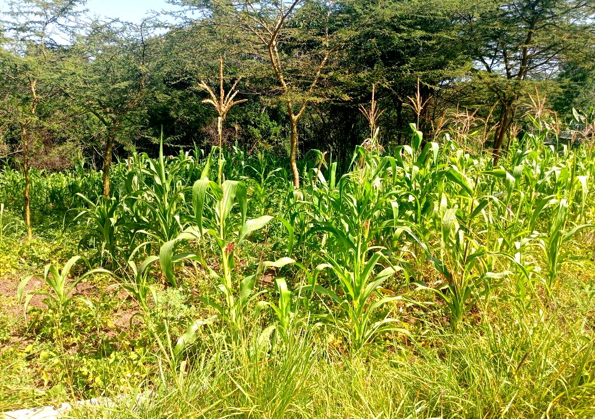 KSh 3M Plot in Ongata Rongai