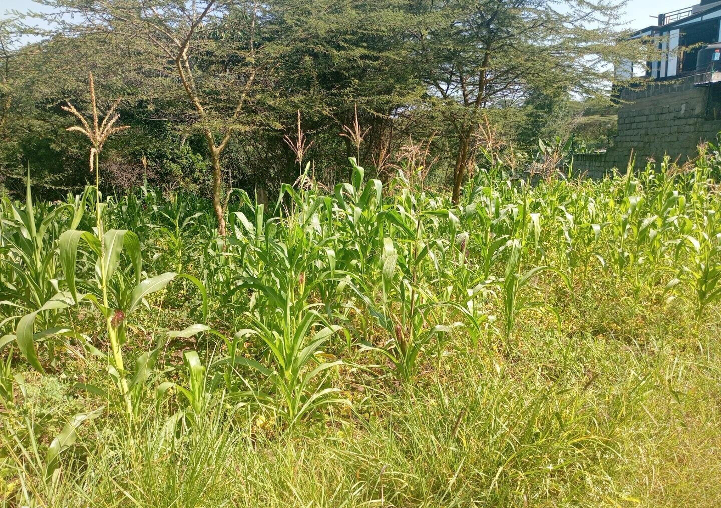 KSh 3M Plot in Ongata Rongai