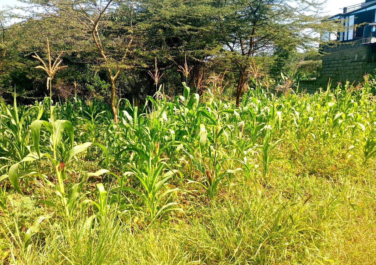 KSh 3M Plot in Ongata Rongai