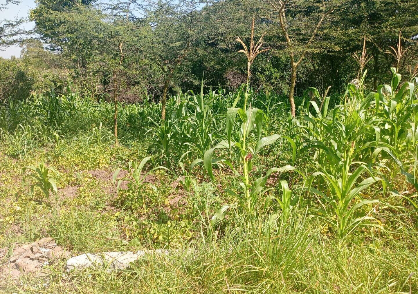KSh 3M Plot in Ongata Rongai