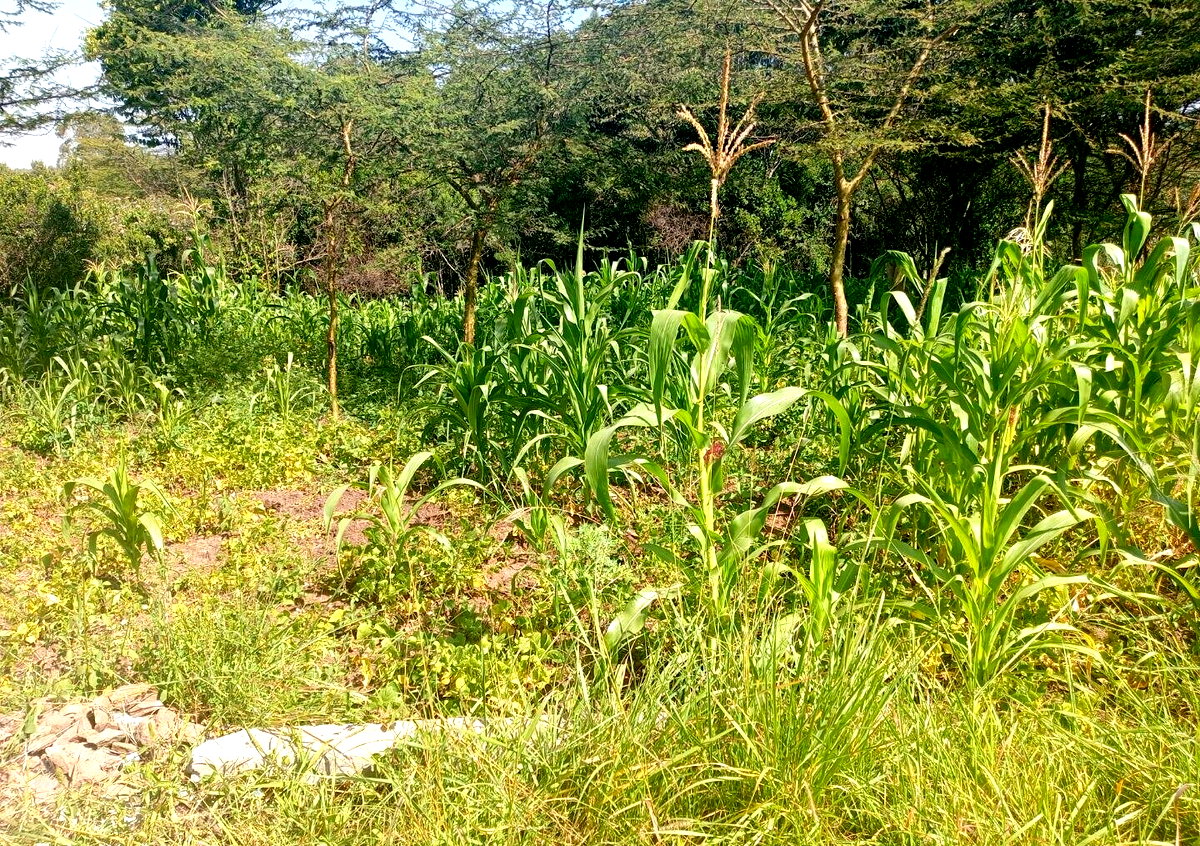 KSh 3M Plot in Ongata Rongai