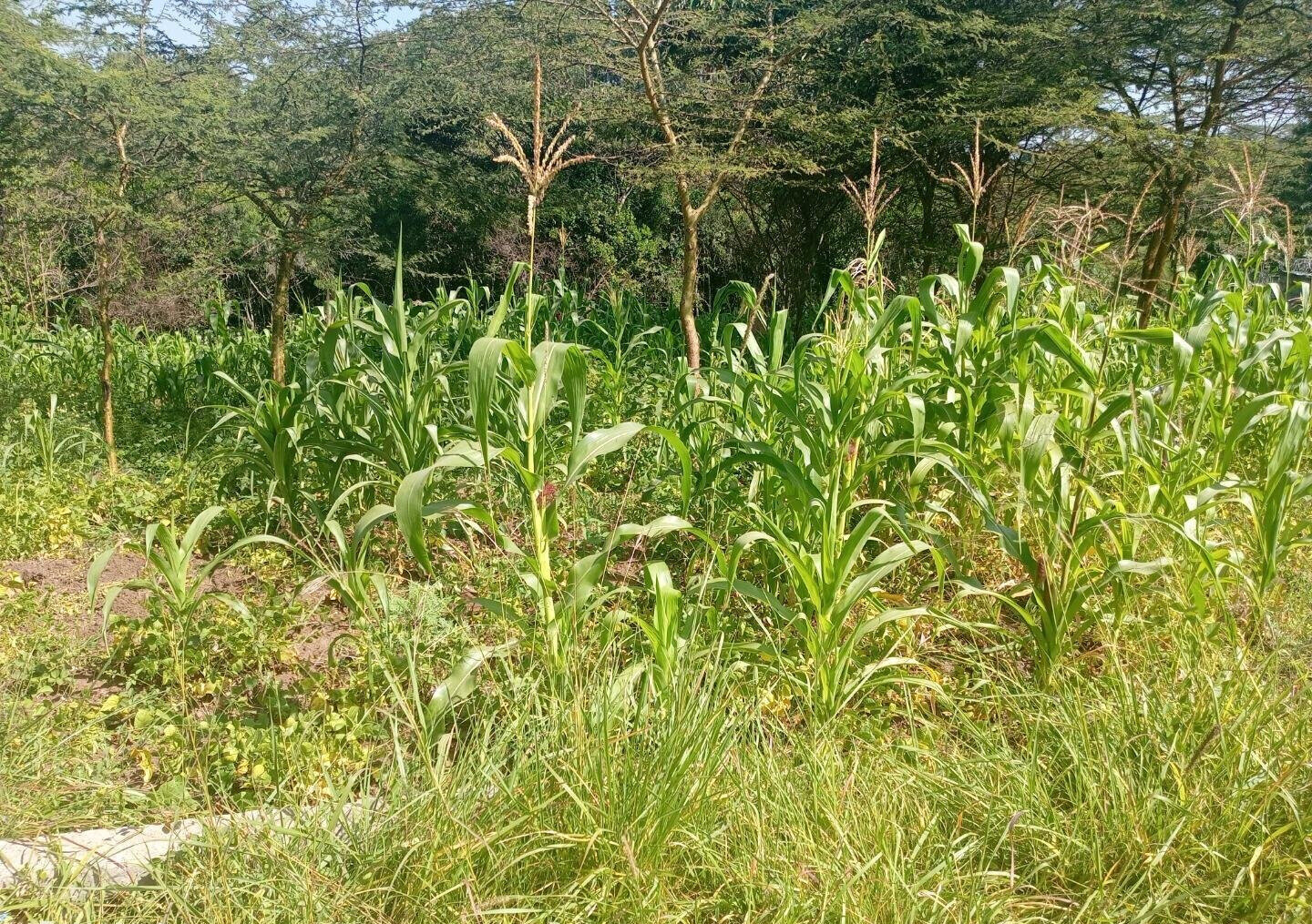 KSh 3M Plot in Ongata Rongai