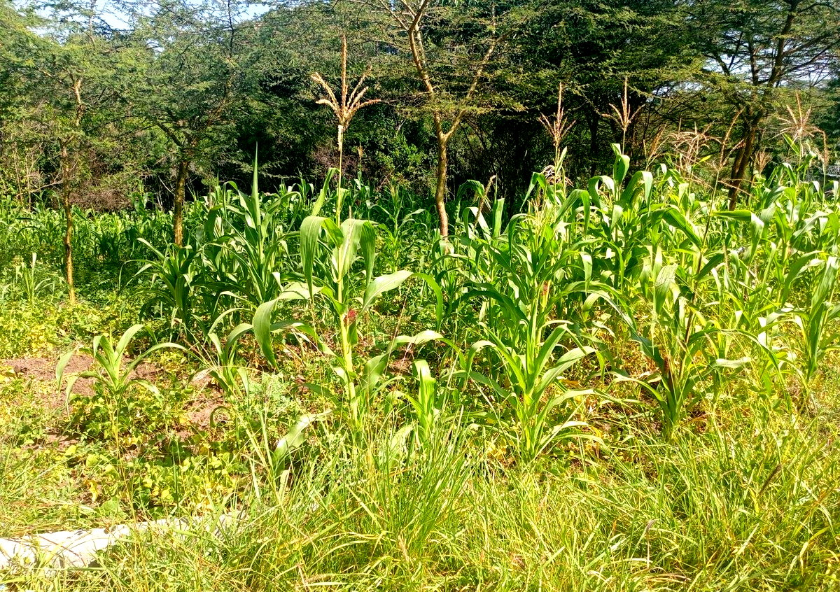 KSh 3M Plot in Ongata Rongai