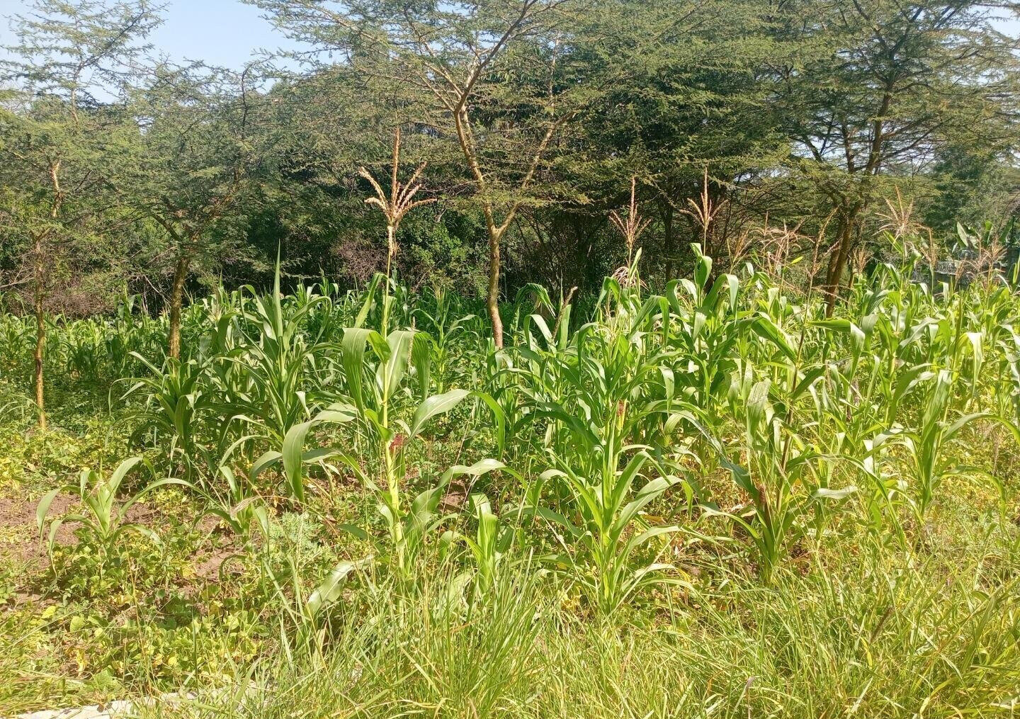 KSh 3M Plot in Ongata Rongai