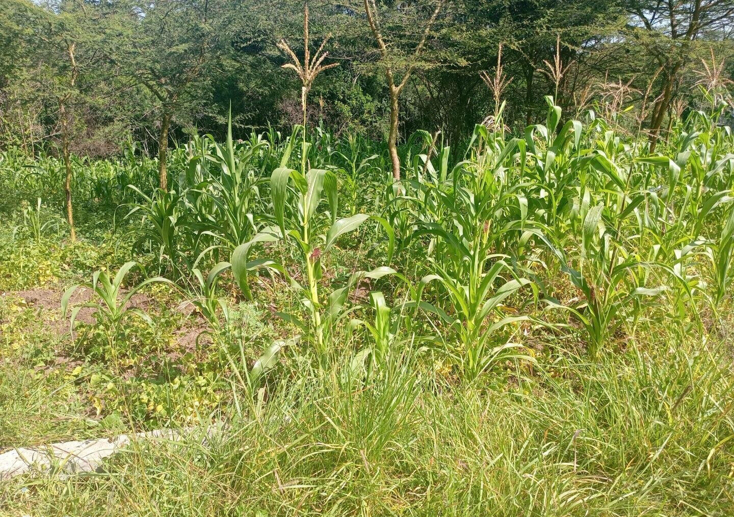 KSh 3M Plot in Ongata Rongai