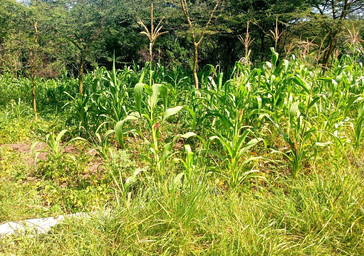 KSh 3M Plot in Ongata Rongai